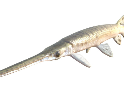 Pesce luccio dal naso lungo Modello 3D