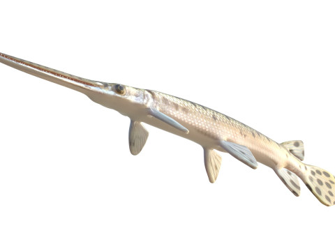 Pesce luccio dal naso lungo Modello 3D