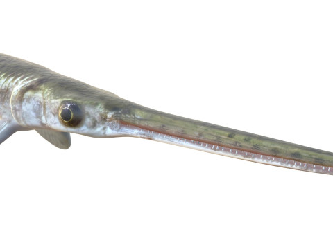 Pesce luccio dal naso lungo Modello 3D