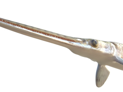 Pesce luccio dal naso lungo Modello 3D