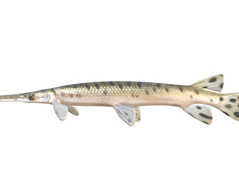 Pesce luccio dal naso lungo Modello 3D