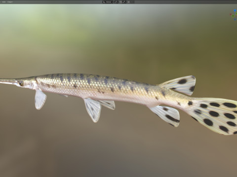 Pesce luccio dal naso lungo Modello 3D