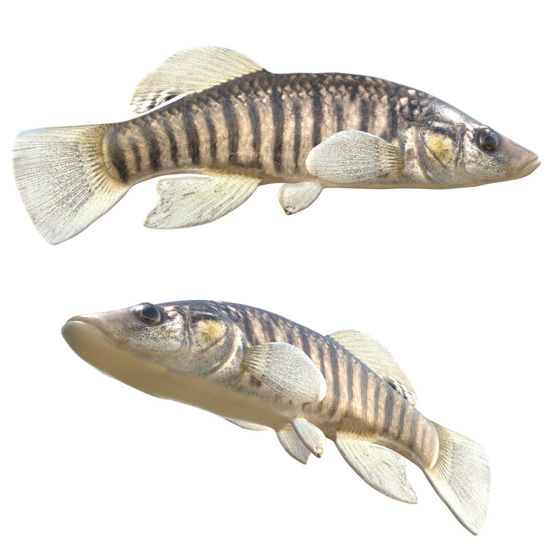 Killifish dal naso lungo Modello 3D .c4d .max .obj .3ds .fbx .stl .blend