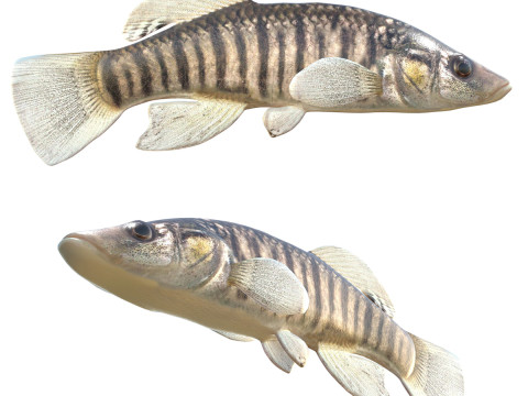 Ikan Pembunuh Hidung Panjang Model 3D