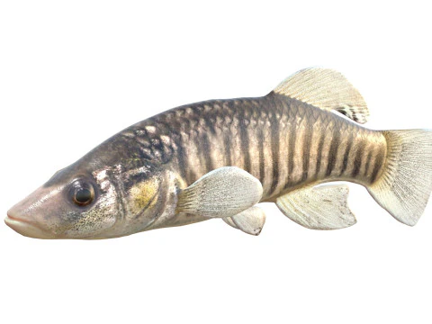 Longnose Killifish 3D Model