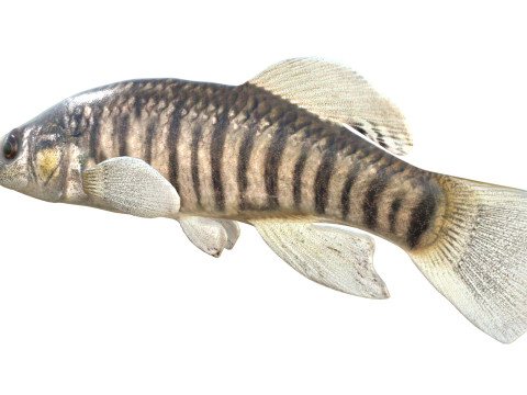 Killifish dal naso lungo Modello 3D