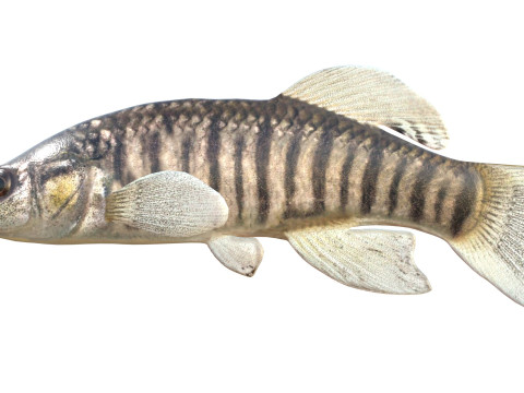 Killifish dal naso lungo Modello 3D