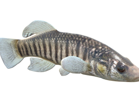 Killifish dal naso lungo Modello 3D