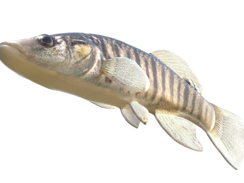 Killifish dal naso lungo Modello 3D