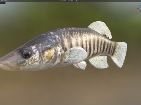 Killifish dal naso lungo Modello 3D