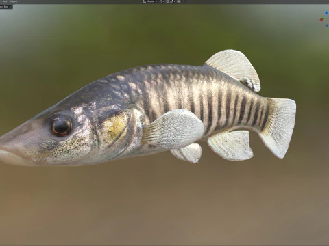 Longnose Killifish 3D Model
