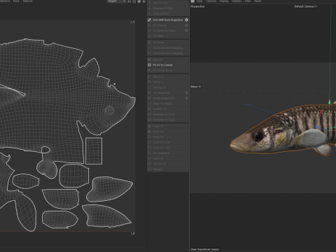 Killifish dal naso lungo Modello 3D