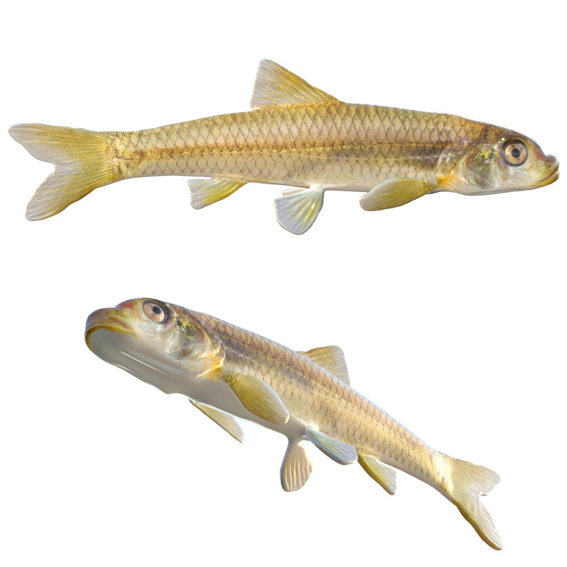 Langnose Shiner-vis 3D Model .c4d .max .obj .3ds .fbx .stl .blend 