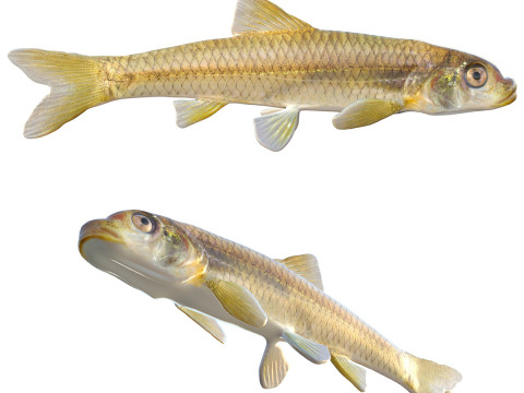 Ikan Hidung Panjang Shiner Model 3D