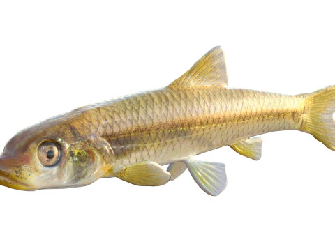 Longnose Shiner fish 3D Model