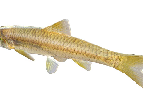 Longnose Shiner fish 3D Model