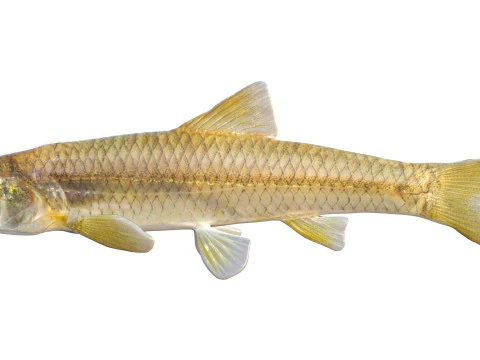 Longnose Shiner fish 3D Model