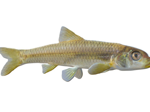 Langnose Shiner-vis 3D Model