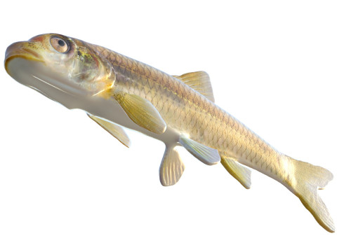 Langnose Shiner-vis 3D Model
