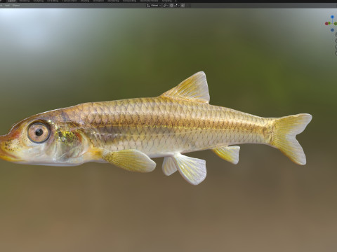 Langnose Shiner-vis 3D Model