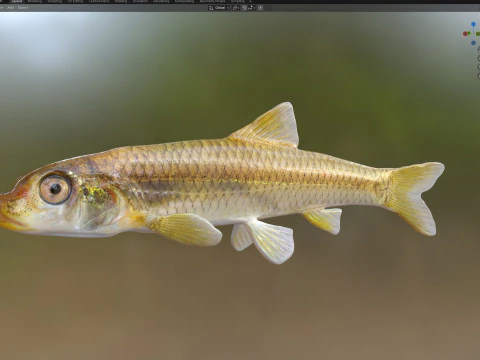 Longnose Shiner fish 3D Model