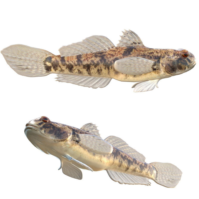 Pesce ghiozzo lira Modello 3D .c4d .max .obj .3ds .fbx .stl .blend