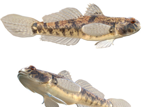 Ikan Kecapi Goby Model 3D