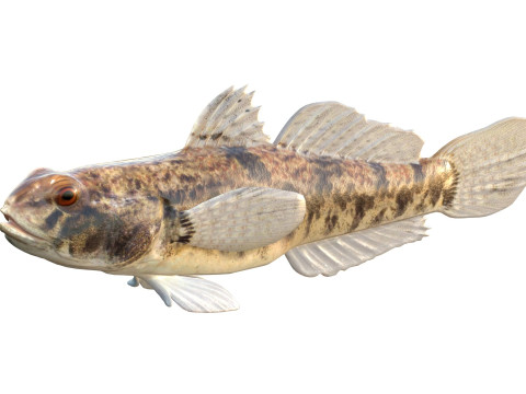 Pesce ghiozzo lira Modello 3D