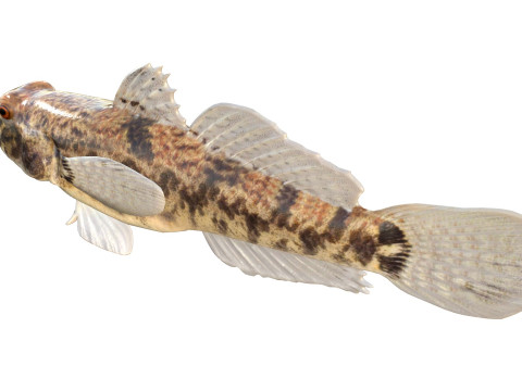 Pesce ghiozzo lira Modello 3D