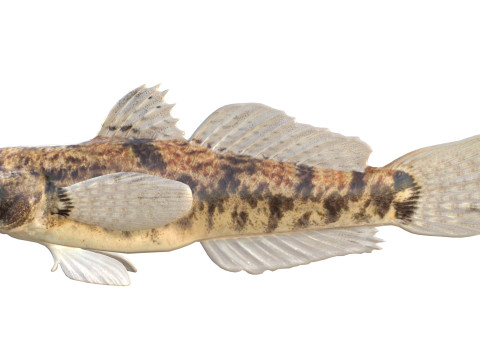 Pesce ghiozzo lira Modello 3D