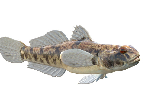 Pesce ghiozzo lira Modello 3D