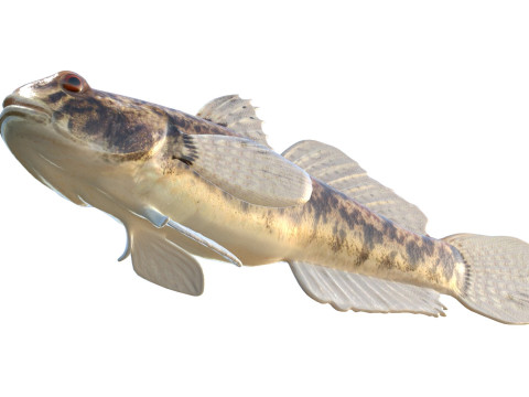 Pesce ghiozzo lira Modello 3D