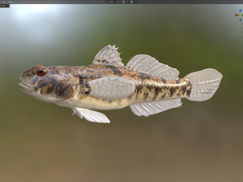 Pesce ghiozzo lira Modello 3D