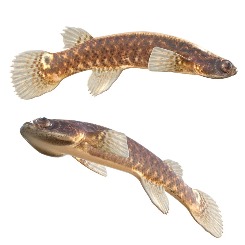 Mangrove Rivulus fish 3D Model .c4d .max .obj .3ds .fbx .stl .blend 