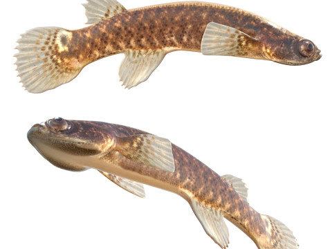 Ikan Mangrove Rivulus Model 3D