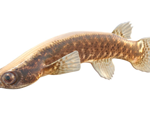 Pesce Rivulus della mangrovia Modello 3D
