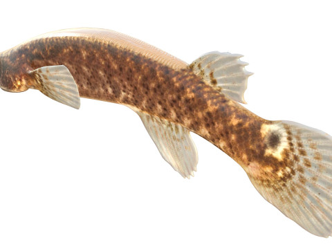 Pesce Rivulus della mangrovia Modello 3D