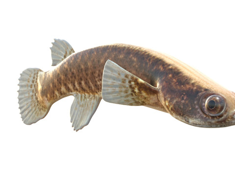 Pesce Rivulus della mangrovia Modello 3D