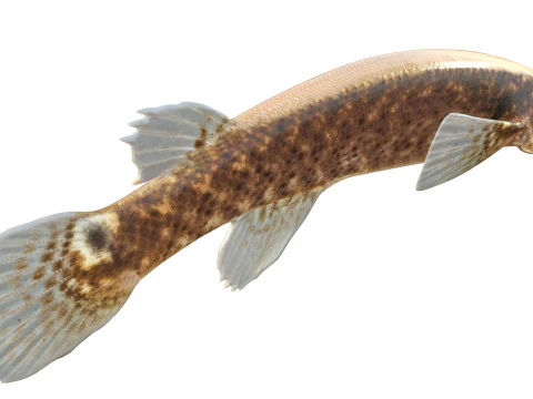 Mangrove Rivulus fish 3D Model