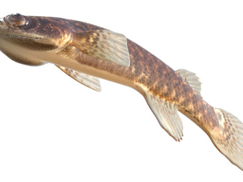 Pesce Rivulus della mangrovia Modello 3D