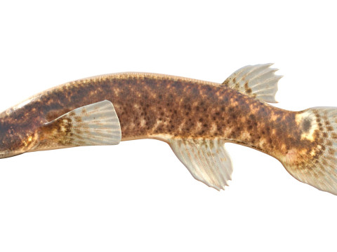 Pesce Rivulus della mangrovia Modello 3D