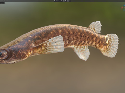 Pesce Rivulus della mangrovia Modello 3D