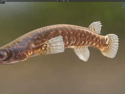 Mangrove Rivulus fish 3D Model