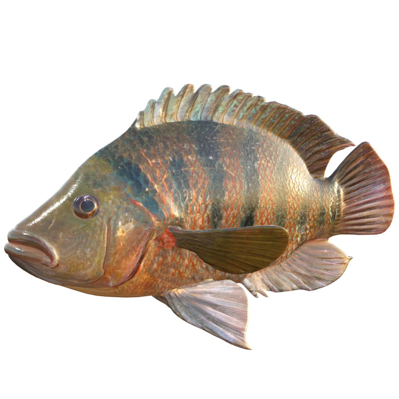 Pesci Ciclidi Maya Modello 3D .c4d .max .obj .3ds .fbx .stl .blend 