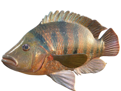 Ikan Maya Cichlid Model 3D
