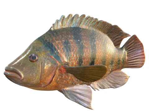 Mayan Cichlid fish 3D Model