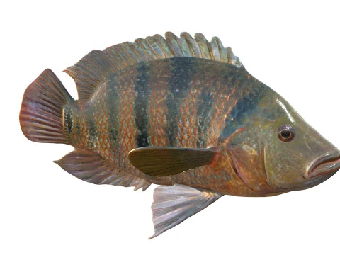 Mayan Cichlid fish 3D Model