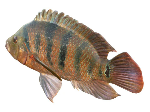 Mayan Cichlid fish 3D Model