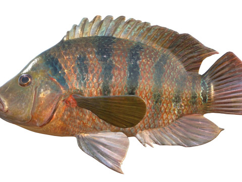 Pesci Ciclidi Maya Modello 3D