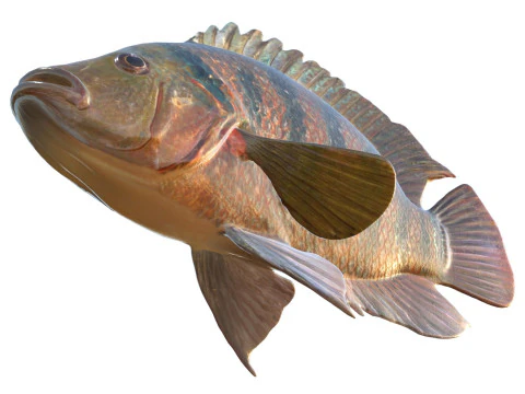 Mayan Cichlid fish 3D Model